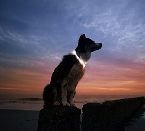 LED Köpek Kolye Yaka-USB Şarj Edilebilir Döngü-6 Renkte Mevcuttur-Köpeğinizi Görünür, Güvenli ve Görünür Hale Getirir